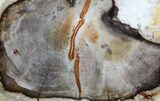 Petrified Wood (Cedar) End Cut - Vantage, Washington #78162-1